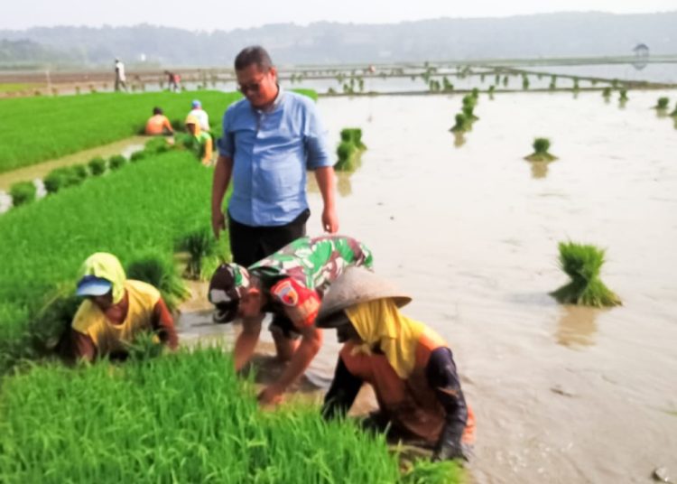 Pendampingan tanam padi kepada petani Desa Padang oleh Babinsa Koramil Trucuk Kodim Bojonegoro.