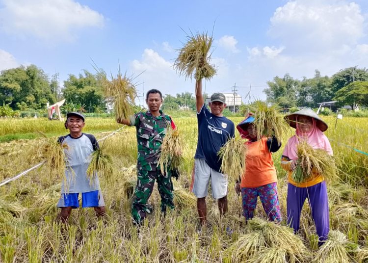 Babinsa Koramil Lakarsantri mendampingi warga dalam kegiatan panen padi di Kelurahan Sumur Welut.