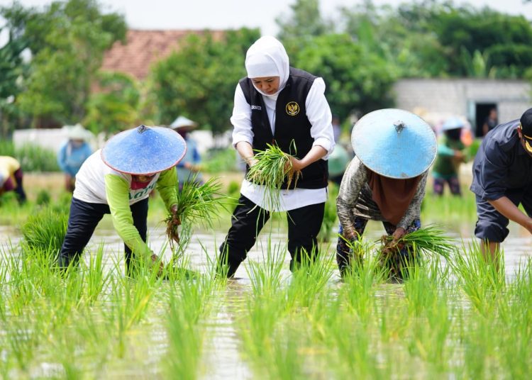 Foto ilustrasi, Gubernur Jawa Timur Khofifah Indar Parawansa saat sedang mengikuti kegiatan tanam padi.