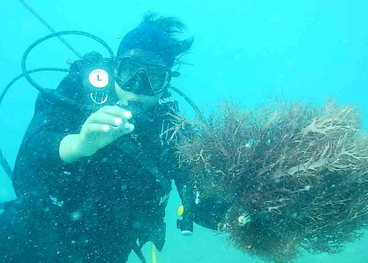 Kegiatan penyelaman ilmiah di Perairan Suar Karang Unaran yang bertujuan menggali potensi rumput laut.