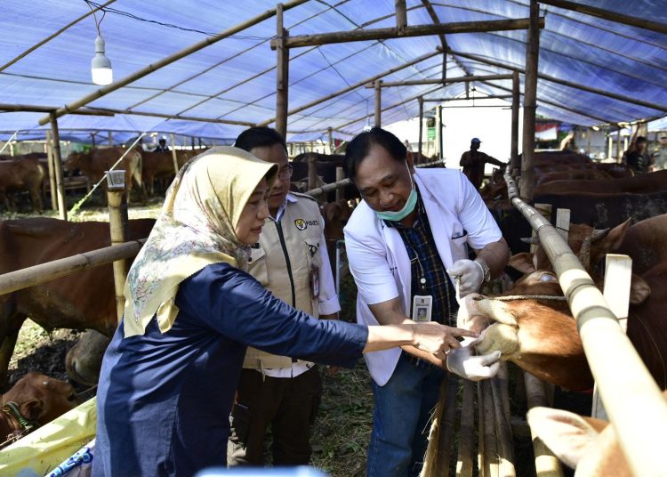 Pemeriksaan hewan kurban di kawasan Kelurahan Kalirungkut oleh tim DKPP Surabaya.