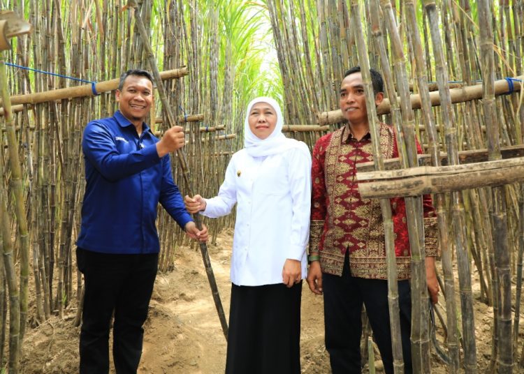 Gubernur Jawa Timur Khofifah Indar Parawansa  dalam peluncuran Kredit Usaha Rakyat Khusus Kluster Petani Tebu Jawa Timur di Kebun Tebu Prajekan, Grundo, Prajekan Kidul, Kecamatan Prajekan, Bondowoso.