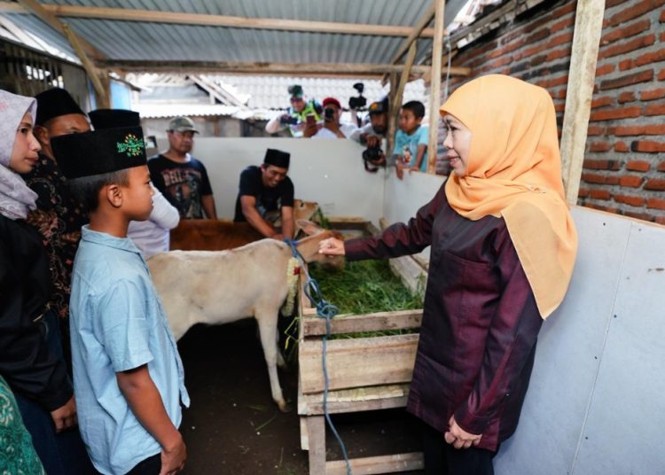 Gubernur Jatim Khofifah Indar Parawansa memberikan sapi dan kandangnya ke Nanda Rosifulloh.