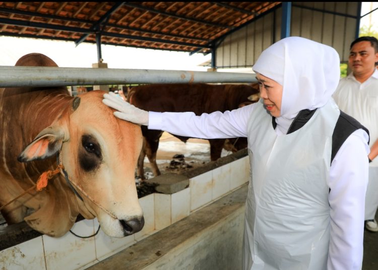 Gubernur Jatim Khofifah Indar Parawansa saat meninjau peternakan sapi Sawojajar Farm di Jalan Raya Ngawi Caruban, Prandon, Karang Tengah, Kabupaten Ngawi.