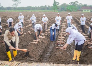 Wakil Presiden RI Gibran RakabumingI bersama Gubernur Jatim Khofifah Indar Parawansa saat tanam tebu di Kebun Tebu Jolondoro, Banyuwangi.