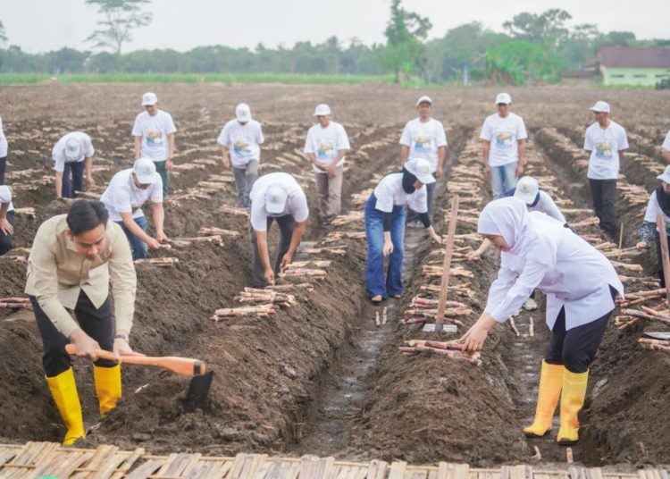 Wakil Presiden RI Gibran RakabumingI bersama Gubernur Jatim Khofifah Indar Parawansa saat tanam tebu di Kebun Tebu Jolondoro, Banyuwangi.