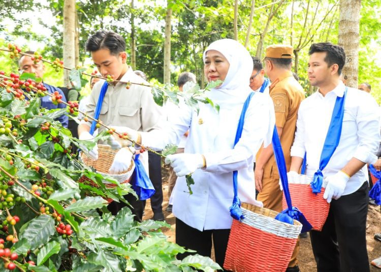 Wakil Presiden RI Gibran Rakabuming panen raya bersama masyarakat Petani Kopi Ijen di Kebun Kopi Kalisat Jampit, Kab. Bondowoso.