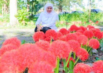 Bunga Desember atau Scadoxus multiflorus di Pekarangan Rumah Dinas Asisten Perhutani Bagian Kesatuan Pengelolaan Hutan  Klabang, Bondowoso.