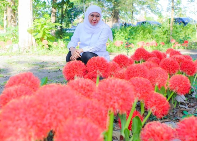 Bunga Desember atau Scadoxus multiflorus di Pekarangan Rumah Dinas Asisten Perhutani Bagian Kesatuan Pengelolaan Hutan  Klabang, Bondowoso.