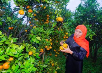 Gubernur Jatim Khofifah Indar Parawansa saat mengunjungi pengembangan Jeruk Siam Madu di Desa Kayu Kebek, Kecamatan Tutur, Kabupaten Pasuruan.