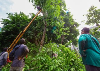 Perantingan pohon yang dilakukan oleh tim Dinas Lingkungan Hidup Surabaya.