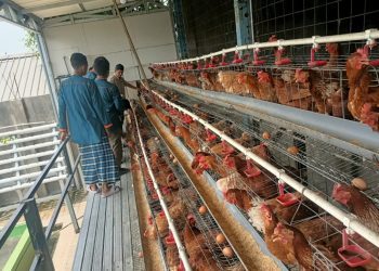 Panti Asuhan Muhammadiyah Karangpilang menjalankan sejumlah program kemandirian produktif, di antaranya peternakan ayam petelur.