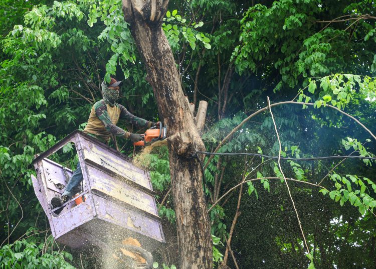 Pemetaan risiko terhadap pohon tumbang di Surabaya dicegah dengan upaya perantingan.