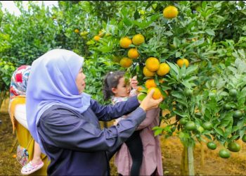 Gubernur Jatim Khofifah Indar Parawansa saat memerik jeruk siam di Desa Kayu Kebek, Kecamatan Tutur, Kabupaten Pasuruan.