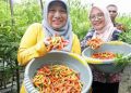 Dinas Ketahanan Pangan dan Pertanian (DKPP) bersama Kelompok Tani (Poktan) Sendang Biru menggelar panen cabai rawit.