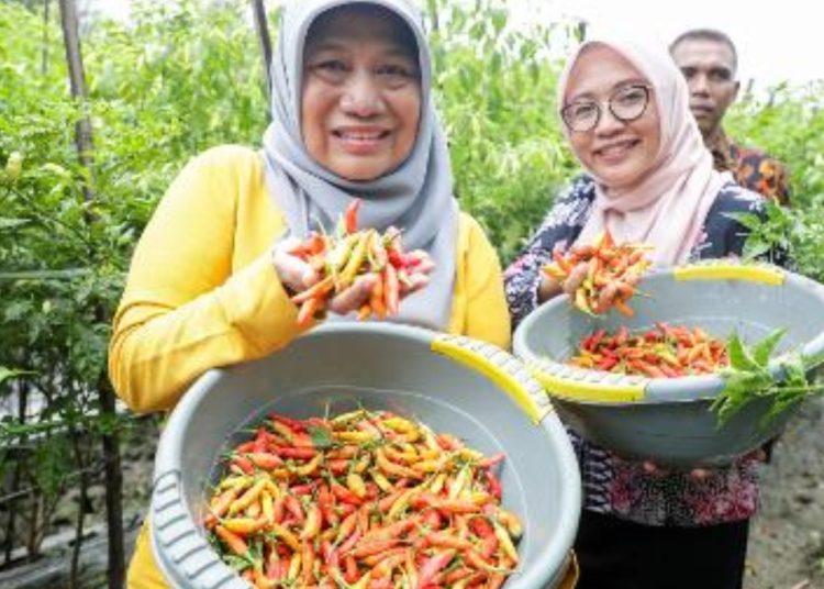 Dinas Ketahanan Pangan dan Pertanian (DKPP) bersama Kelompok Tani (Poktan) Sendang Biru menggelar panen cabai rawit.