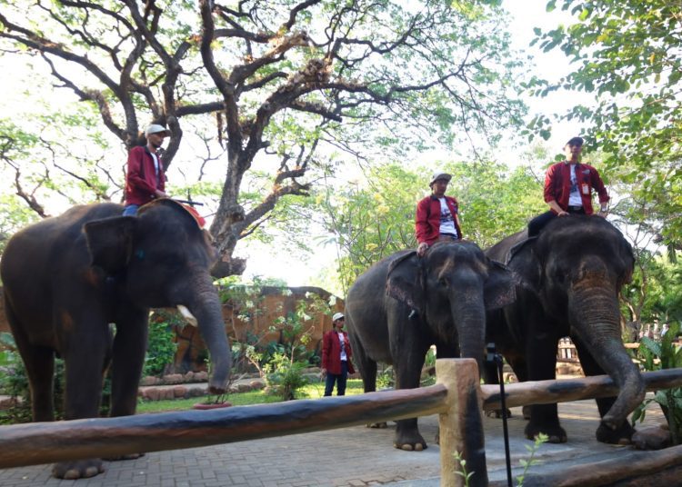 Foto ilustrasi, tungganggan gajah sebagai salah satu daya tarik wisata di KBS.