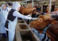 Gubernur Jatim Khofifah Indar Parawansa saat meninjau sentra peternakan UD Sapi Baru di Desa Sukorejo, Kecamatan Loceret, Kabupaten Nganjuk.