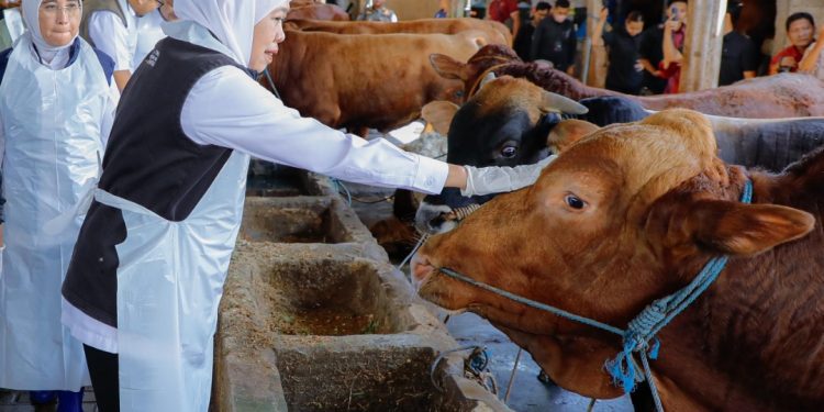Gubernur Jatim Khofifah Indar Parawansa saat meninjau sentra peternakan UD Sapi Baru di Desa Sukorejo, Kecamatan Loceret, Kabupaten Nganjuk.