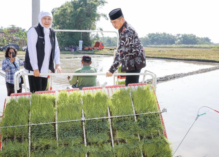 Gubernur Jatim Khofifah Indar Parawansa dalam percepatan tanam padi yang dilakukan di Desa Gading, Kecamatan Balerejo, Kabupaten Madiun.