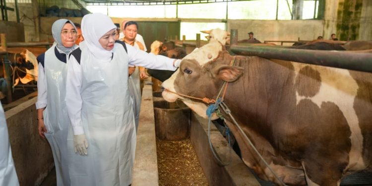 Gubernur Jatim Khofifah Indar parawansa saat di sentra peternak sapi hewan kurban milik H. Wariyanto di Desa Semutan Pomahan, Kecamatan Baureno, Kabupaten Bojonegoro.