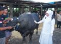 Gubernur Jawa Timur Khofifah Indar Parawansa  saat meninjau ketersediaan ternak kurban di peternakan Berkah Wafa Farm di Desa Watesnegoro, Kecamatan Ngoro, Kabupaten Mojokerto.