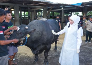 Gubernur Jawa Timur Khofifah Indar Parawansa  saat meninjau ketersediaan ternak kurban di peternakan Berkah Wafa Farm di Desa Watesnegoro, Kecamatan Ngoro, Kabupaten Mojokerto.