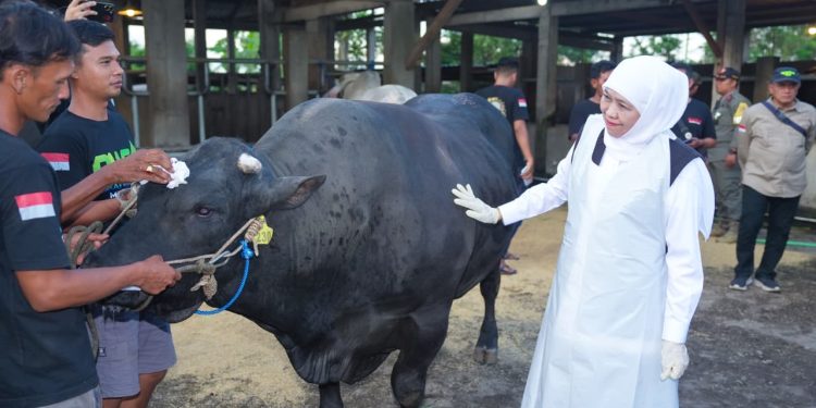 Gubernur Jawa Timur Khofifah Indar Parawansa  saat meninjau ketersediaan ternak kurban di peternakan Berkah Wafa Farm di Desa Watesnegoro, Kecamatan Ngoro, Kabupaten Mojokerto.
